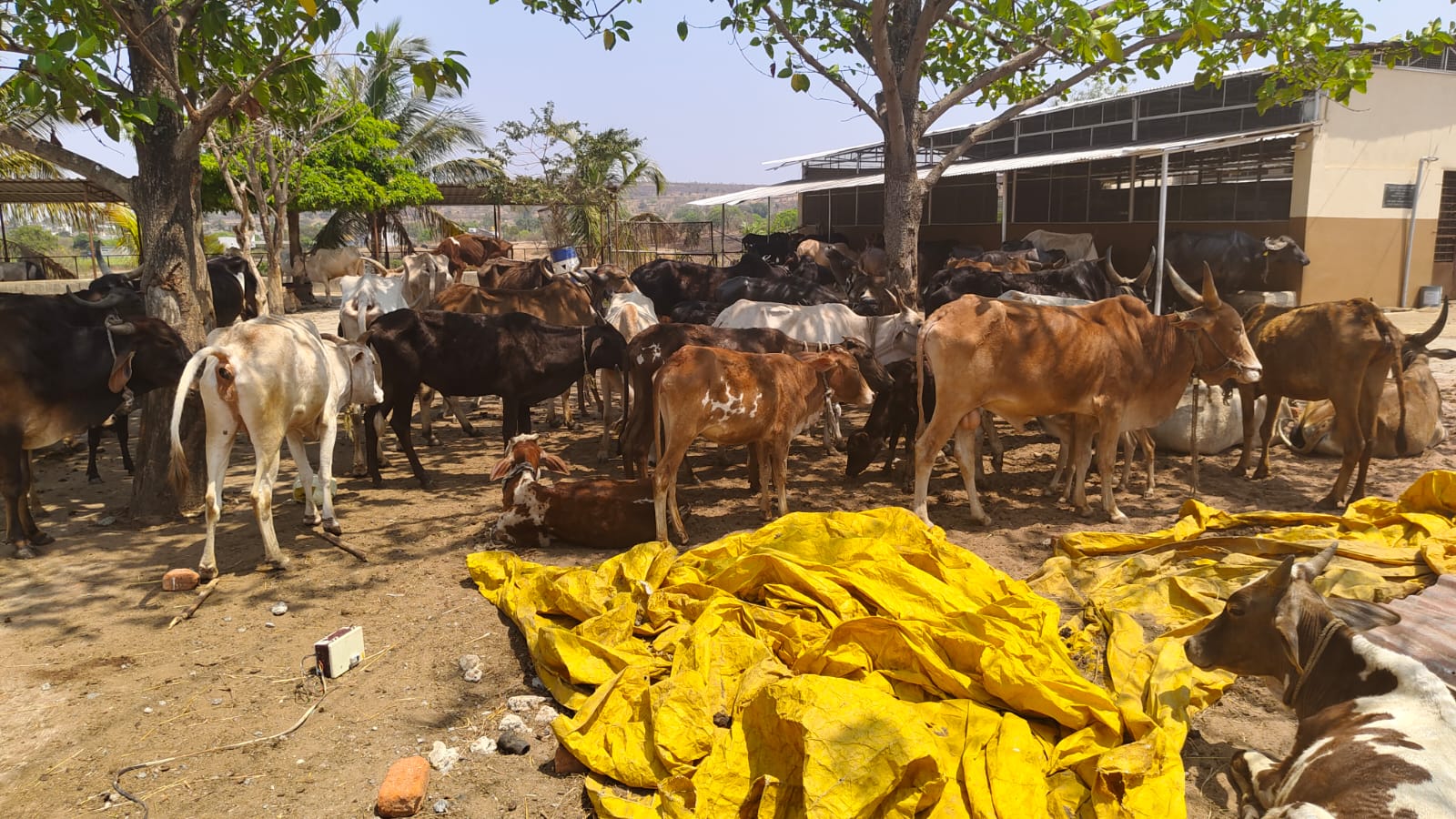 Goshala (Cow Shelter)